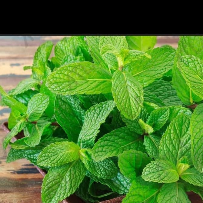 Qw-7 Tanaman Hias Daun Mint / Daun Mint Berkualitas