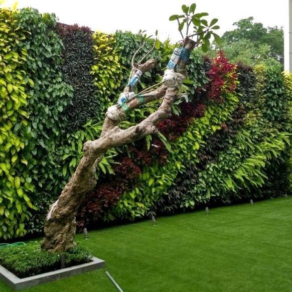 Terlaris Paket Tanaman Hias Vertical Garden - Paket Murah Vertical  Garden
