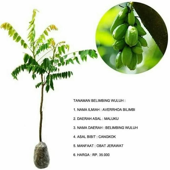 

Terlaris Tanaman Herbal Belimbing Wuluh