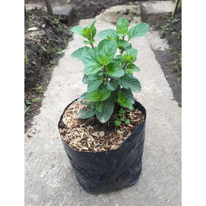 

Terlaris Tanaman Herbal Berries And Cream Mint