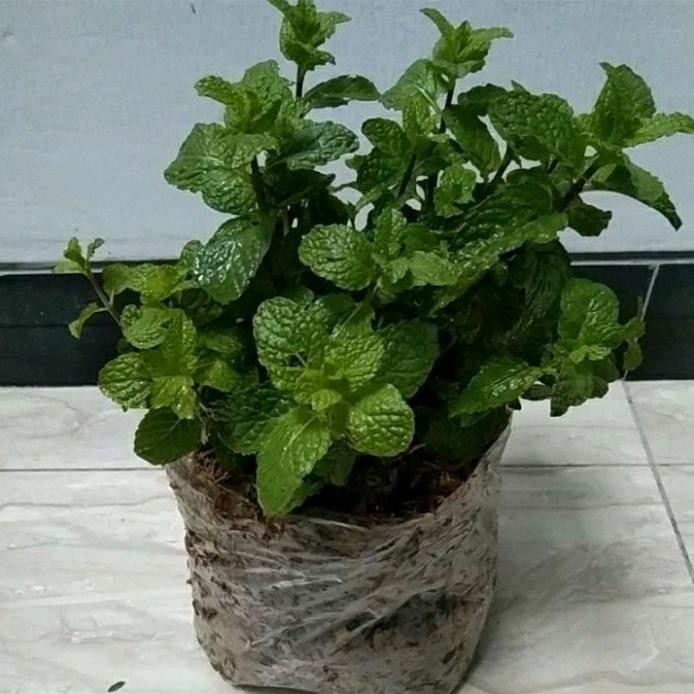 

Terlaris Tanaman Daun Mint Herbal