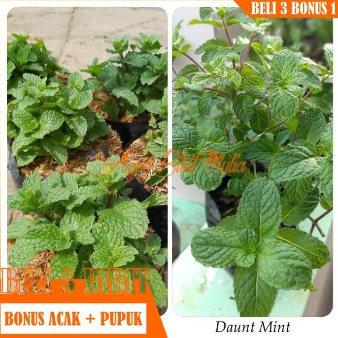 

Terlaris Bibit Tanaman Herbal Daun Mint
