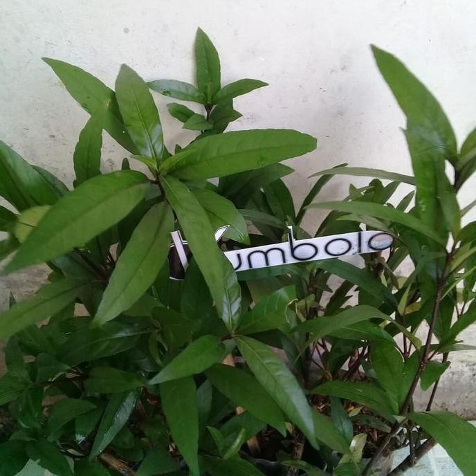 

Terlaris Bibit Tanaman Gandarusa-Tanaman Herbal Gandarus