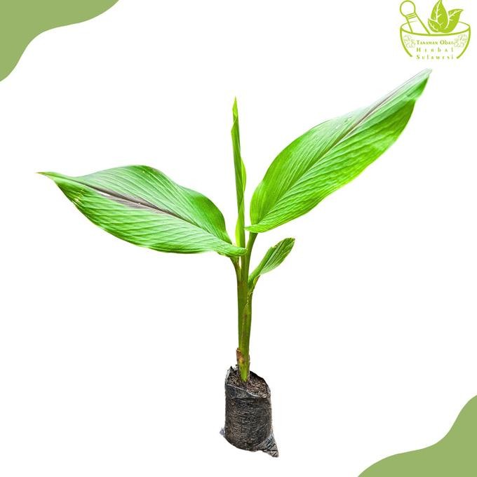 

Terlaris Tanaman Herbal Temu Lawak/Bibit Tanaman Temu Lawak