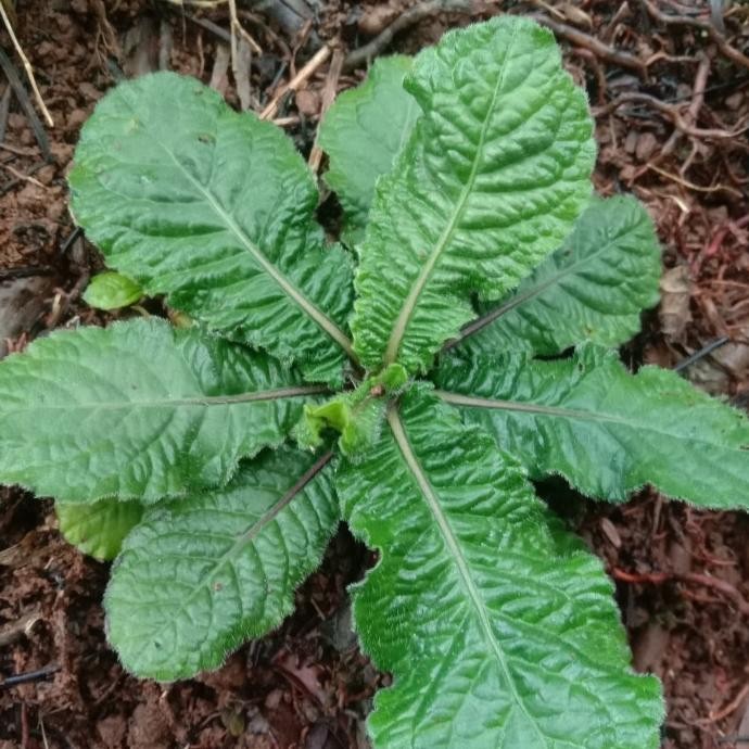 

Terlaris Bibit Tanaman Herbal Tapak Liman