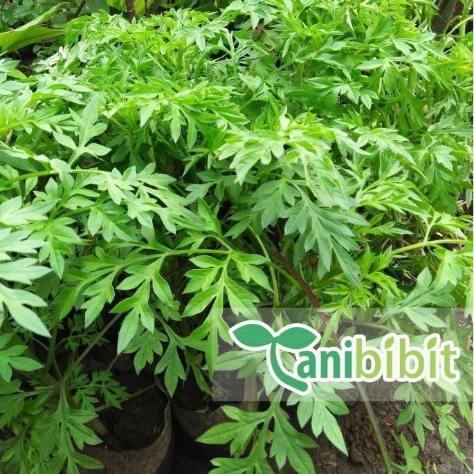 

Terlaris Bibit Tanaman Daun Kenikir Cosmos Caudatus - Pohon Obat Bahan Herbal