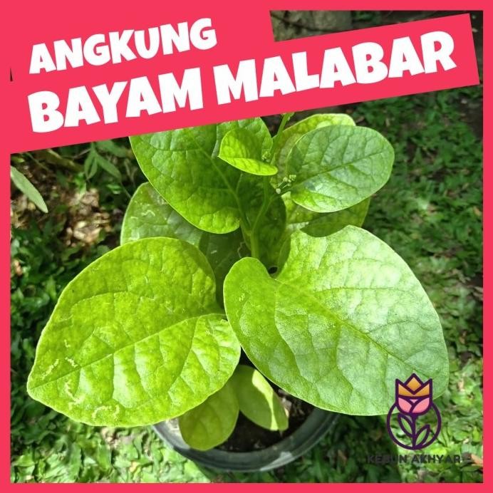 

Terlaris Angkung Bibit Tanaman Herbal Bayam Malabar Daun Angkung Anggong