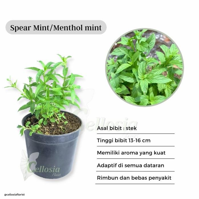 

Terlaris Tanaman Herbal/Toga Daun Mint Menthol / Menthol Mint
