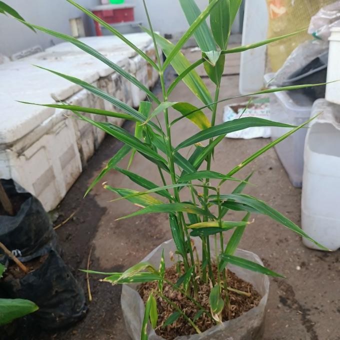 

Terlaris Tanaman Herbal Jahe Merah, Tanaman Hidup Jahe Merah Sesuai Foto