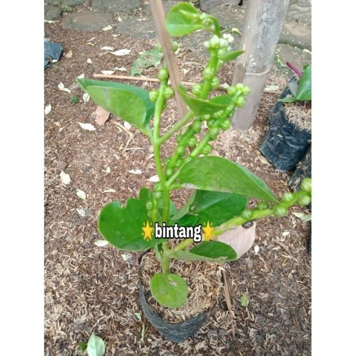 

Terlaris Tanaman Herbal Angkung - Bibit Tanaman Herbal Angkung Untuk Penderita Stroke
