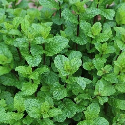 

Terlaris Tanaman Hias Herbal Spearmint / Mint / Mentha Spicata Dalam Polybag