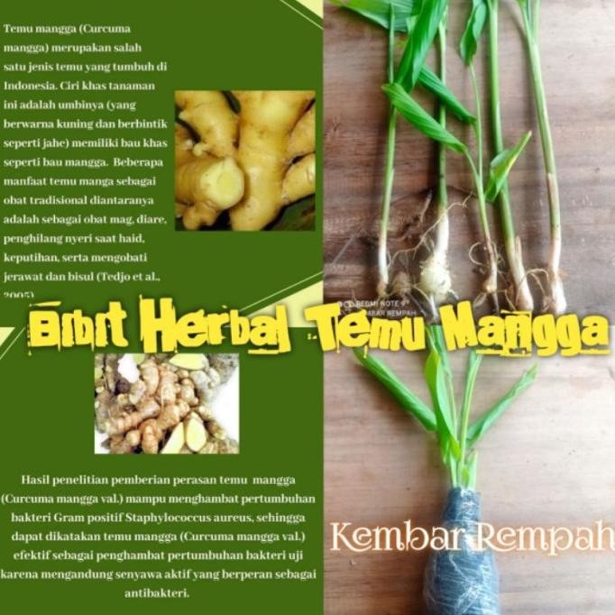 

Terlaris Bibit Tanaman Herbal Kunyit Mangga/Temu Mangga/Curcuma Mangga Asli