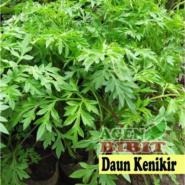 

Terlaris Bibit Tanaman Daun Kenikir Cosmos Caudatus - Pohon Obat Bahan Herbal
