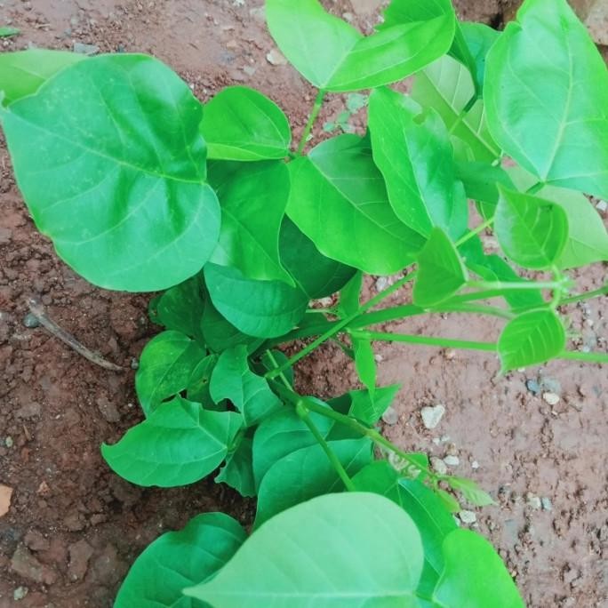 

Terlaris Tanaman Herbal Bibit Pohon Dadap Serep