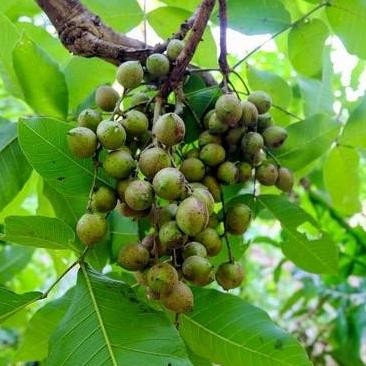 

Terlaris Bibit Tanaman Buah Pohon Kesambi - Pohon Herbal Langka Kaya Manfaat