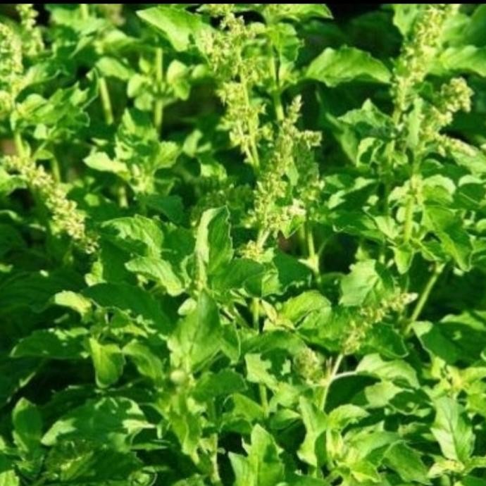 

daun ruku ruku fresh daun tulsi segar bumbu masak 500 gram