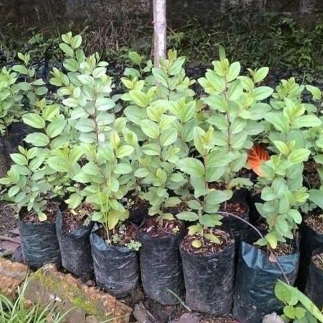 

Terlaris Tanaman Herbal Bidara Arab