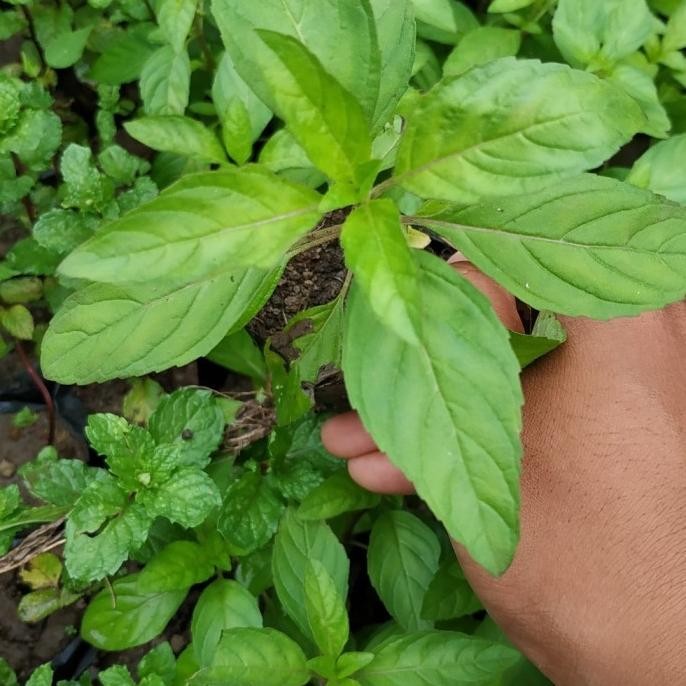 

Terlaris Bibit Tanaman Herbal Peppermint-Papermint-Daun Mint