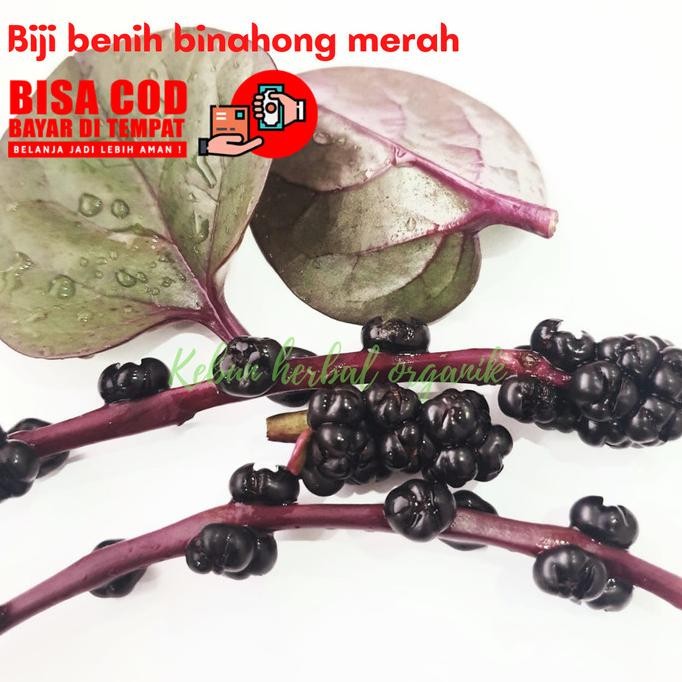 

Terlaris Biji Benih Binahong Merah 100Pcs - Tanaman Herbal