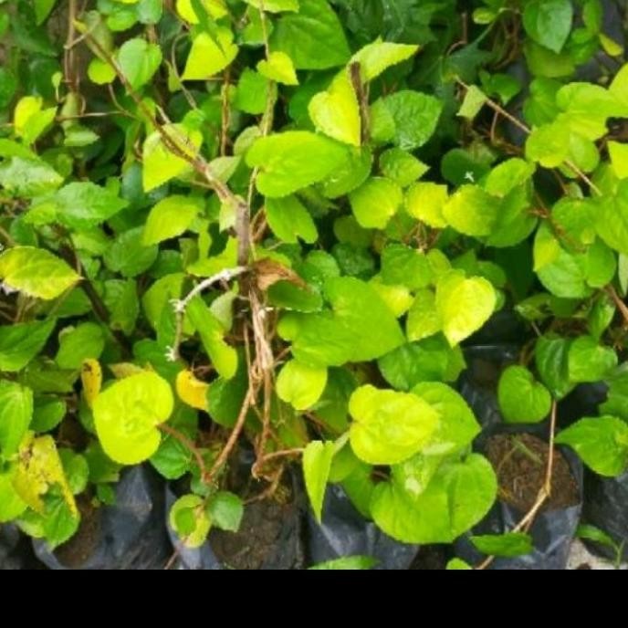 

Terlaris Tanaman Sirih Hijau Bibit Pohon/Bibit Tanaman Sirih Hijau Herbal