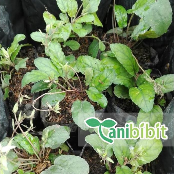 

Terlaris Bibit Pohon Gempur Batu - Tanaman Daun Obat Ginjal Herbal Alami