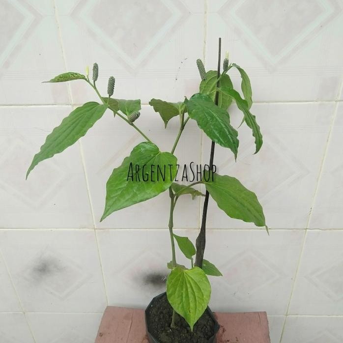 

Terlaris Bibit Cabe Jawa, Tanaman Herbal, Tanaman Toga