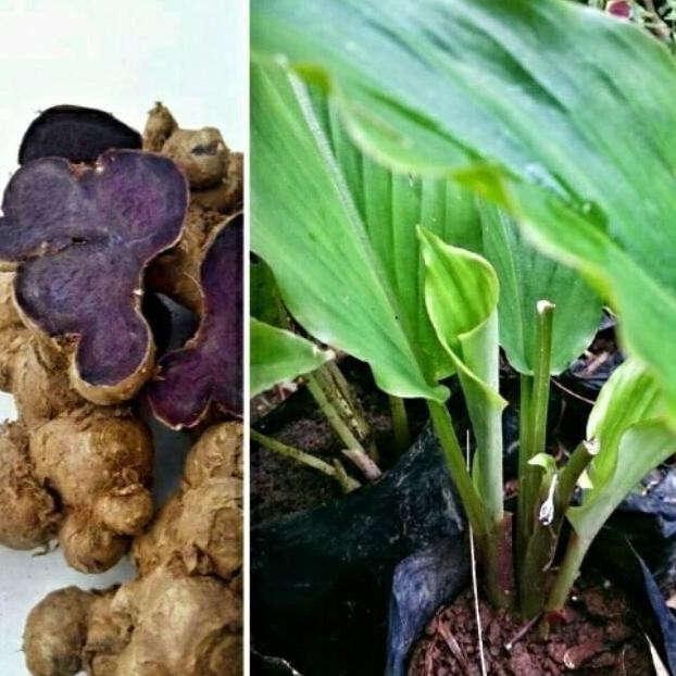 

Terlaris Bibit Tanaman Kunyit Hitam Langka - Tanaman Herbal Premium