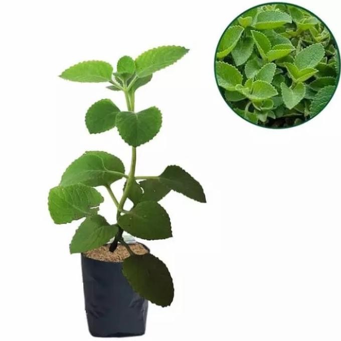 

Terlaris Bibit Tanaman Jinten Hitam - Tanaman Herbal - Beli 3 Bonus 1