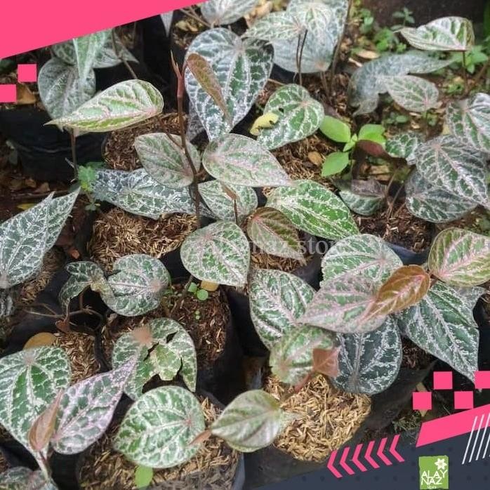 

Terlaris Tanaman Herbal Pohon Sirih Merah Obat Herbal