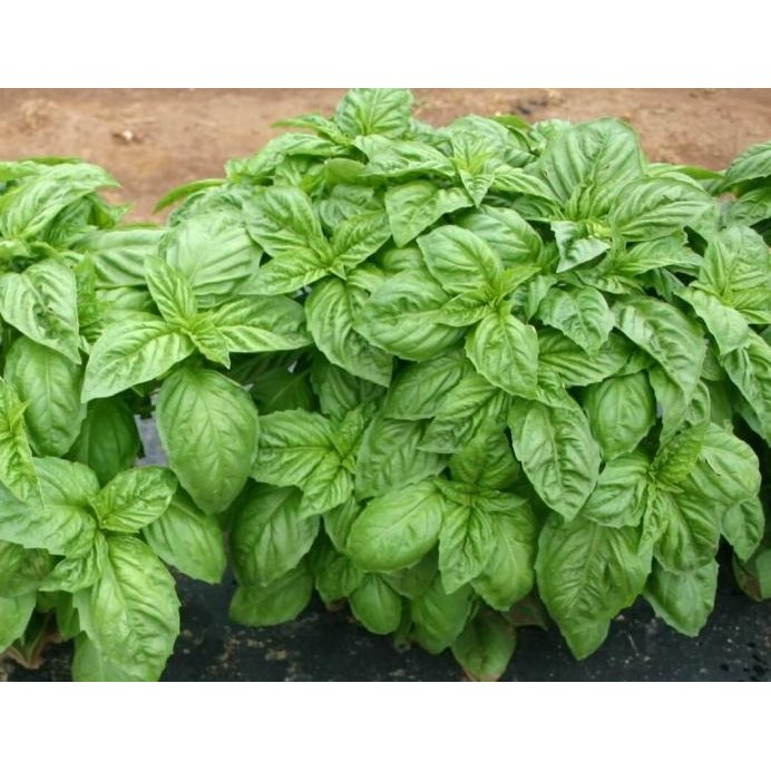 

Terlaris Bibit Tanaman Basil/ Rempah Italian/ Herbal Bibit Basil