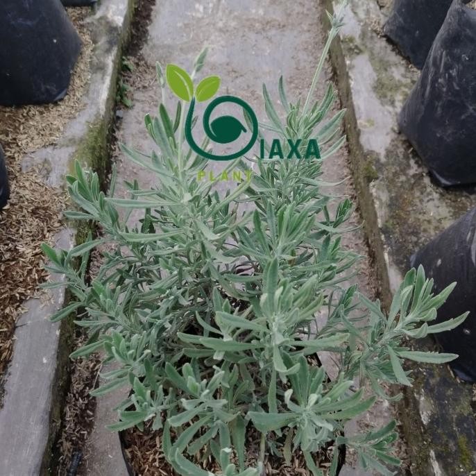 

Terlaris Tanaman Lavender Gold Creek Size Big Ukuran Besar Herbal Hias Lavenda Lavandula