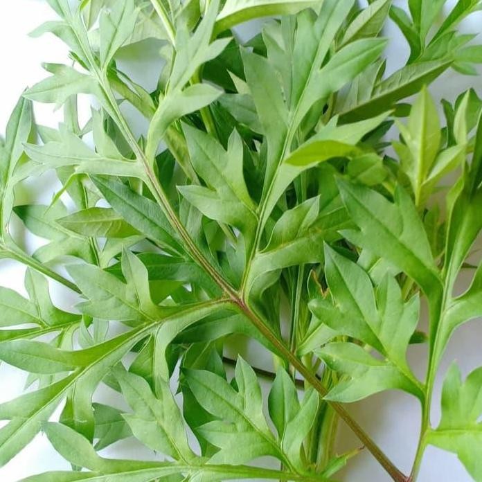 

Terlaris Bibit Kenikir - Tanaman Daun Kenikir - Cosmos Caudatus - Obat Herbal