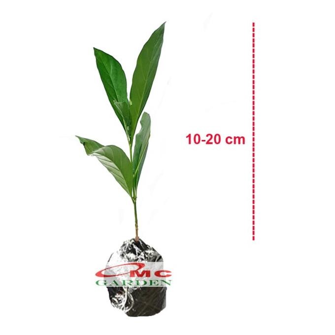 

Terlaris Bibit Tanaman Pohon Mengkudu Noni Pace Tanaman Obat Herbal Mkd-1020