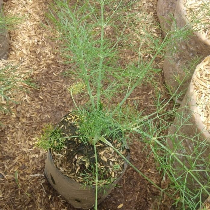 

Terlaris Dill Adas Sowa Anethum Graveolens Tanaman Bibit Herbal