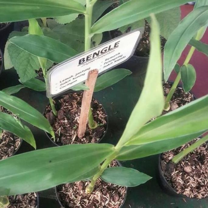 

Terlaris Tanaman Herbal Bangle Bengle Panglai