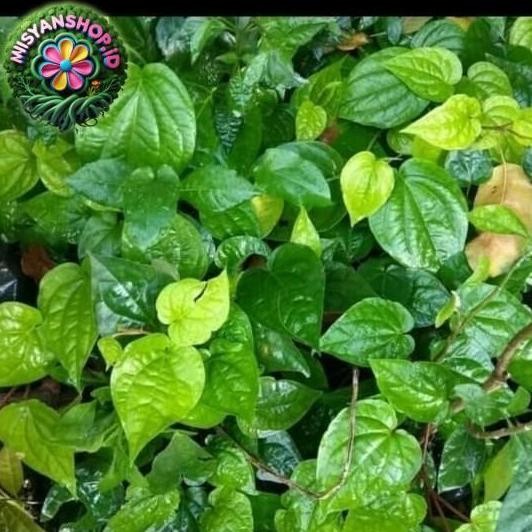 

Terlaris Promo Tanaman Daun Sirih Herbal/Sirih Green Pasti Hemat