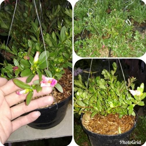 

Terlaris Bibit Krokot,Bibit Tanaman Herbal Krokot Sudah Lebat,Murahhh