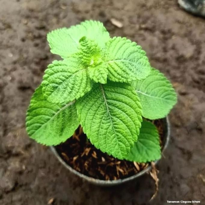 

Terlaris Tanaman Herb Cincau Hitam / Black Grass Jelly Herbal