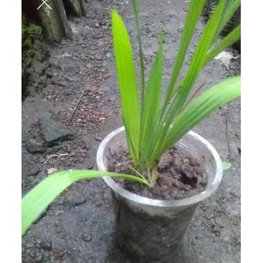 

Terlaris Bibit Tanaman Obat Herbal Bawang Dayak