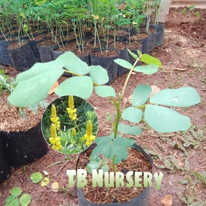 

Terlaris Ketepeng Cina_Bibit Herbal Ketepeng Cina/Tanaman Perduketepeng Cina