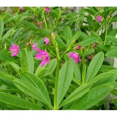 

Terlaris Bibit Tanaman Herbal Ginseng Jawa Som Jawa Bibit Ginseng