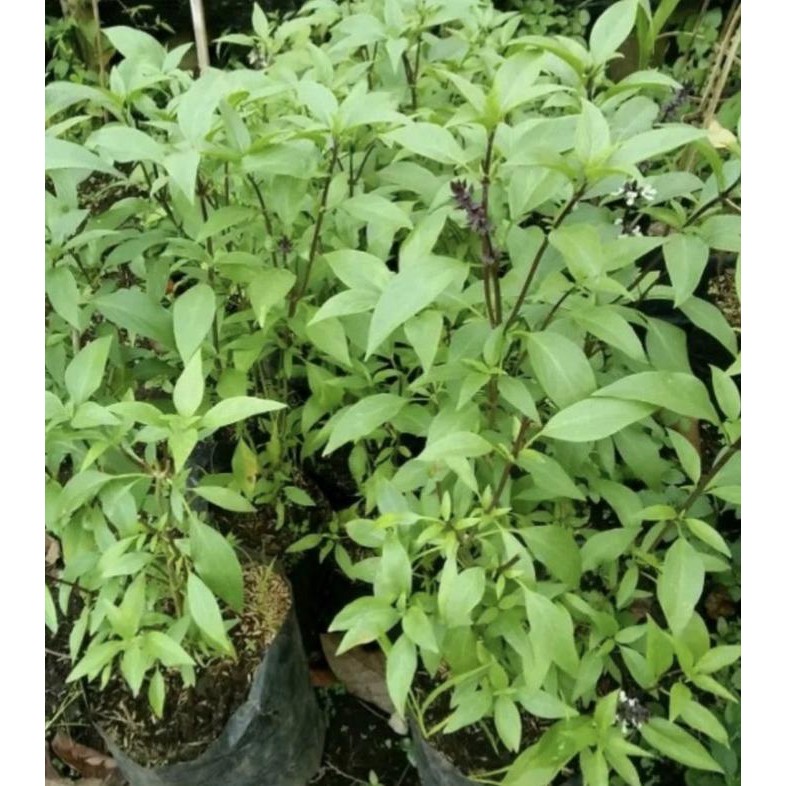 

Terlaris Bibit Pohon Biji Selasih - Tanaman Daun Basil - Tanaman Obat Herbal