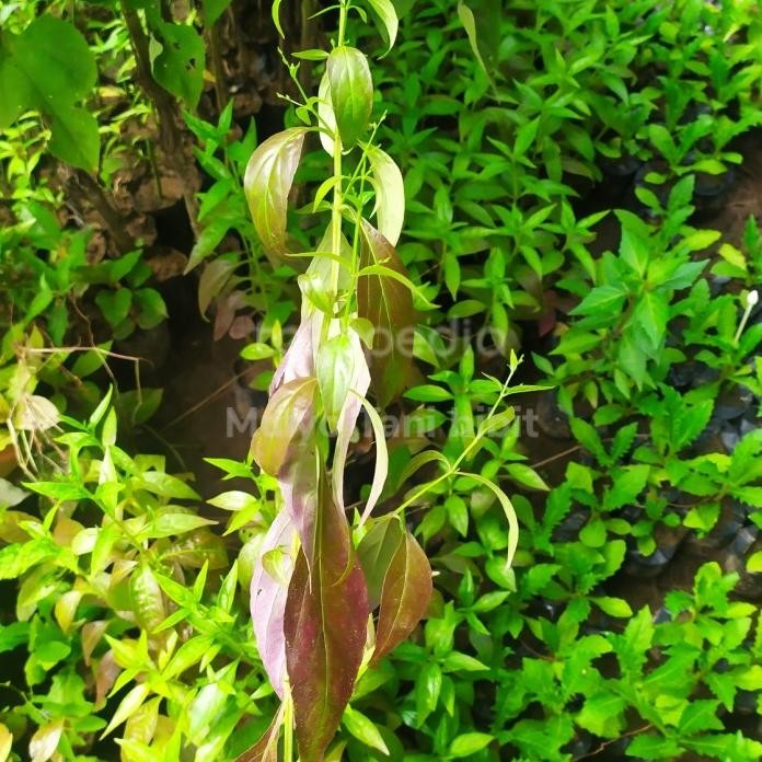 

Terlaris Bibit Tanaman Sambiloto - Herbal Sambiloto - Daun Sambiloto