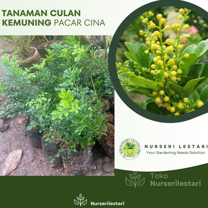 

Terlaris Tanaman Herbal Bibit Pohon Culan / Kemuning Cina