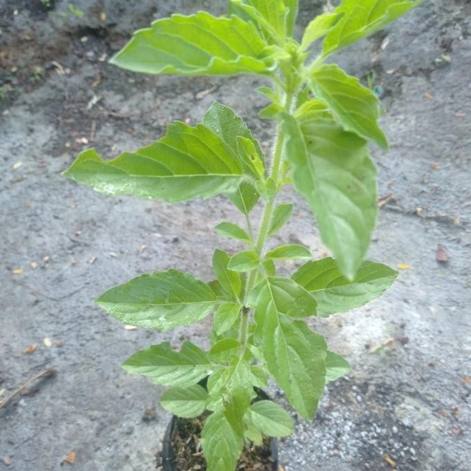 

Terlaris Bibit Tanaman Daun Ruku-Ruku Atau Tulsi/Holy Bahsil Obat Herbal