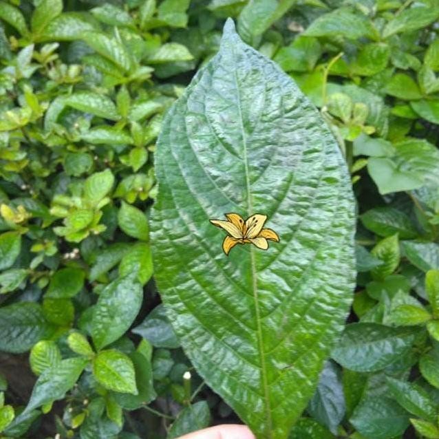 

Terlaris Daun Pecah Beling Keji Beling Tanaman Herbal Hijau