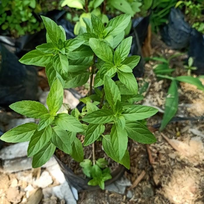 

Terlaris Bibit Tanaman Peppermint - Pohon Daun Rasa Mint - Herbal