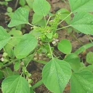 

Terlaris Tanaman / Daun Anting-Anting Segar Obat Herbal