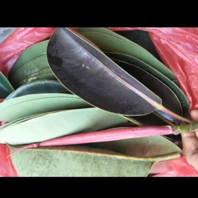 

Terlaris Tanaman Herbal Daun Karet Kebo - Daun Herbal Karet Kebo