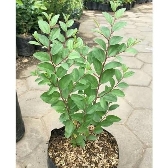 

Terlaris Tanaman Herbal Bidara Arab